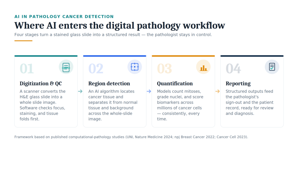 AI in Pathology Cancer Detection
